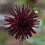 Dahlia 'Nuit d'Ete'