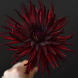 Dahlia 'Nuit d'Ete'