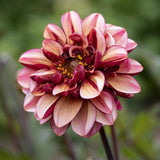 Dahlia 'Senior's Hope'