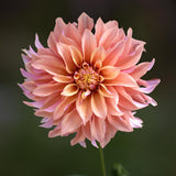 Dahlia 'Tyrell'