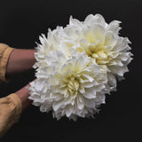 Dahlia 'White Alva'