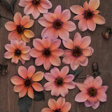 Dahlia  'Bishop's Children'