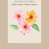 Dahlia 'Bishop's Children