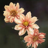 Dahlia 'Sunny Reggae'