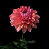 Dahlia 'All That Jazz'