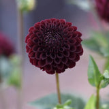 Dahlia 'La Recoleta'