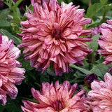 Dahlia 'Mingus Toni'