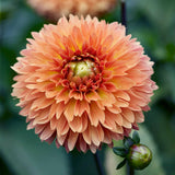 Dahlia 'Orange Impact'