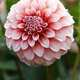 Dahlia 'Peaches'