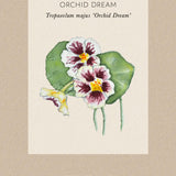 Dvärgkrasse 'Orchid Cream'