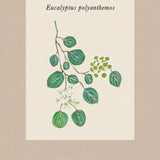 Eukalyptus  Polyanthemos