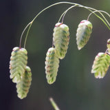 Italian Quaking Grass