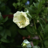 Cup & Saucer Vine 'White'