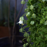 Cup & Saucer Vine 'White'