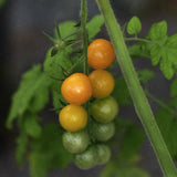 Cherry Tomato 'Sungold'