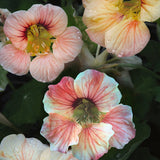 Nasturtium 'Tip Top Apricot'