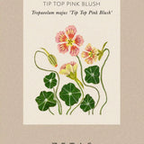 Nasturtium 'Tip Top Pink Blush