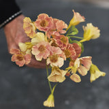 Nasturtium 'Tip Top Pink Blush