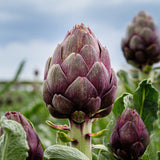 Artichoke 'Purple Romagna'