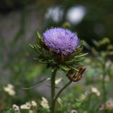 Artichoke 'Purple Romagna'