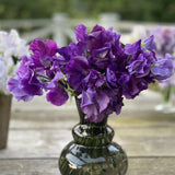 Sweet Pea 'Joyce Stanton'