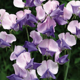 Sweet Pea 'Erewhon'