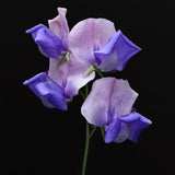 Sweet Pea 'Erewhon'