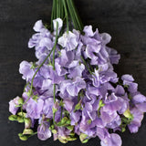 Sweet Pea'Just Julia'