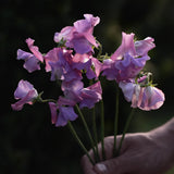 Sweet Pea 'Enchante'