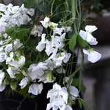 Luktärt ’Spring Sunshine White’