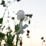 Sweet Pea 'White Frills'