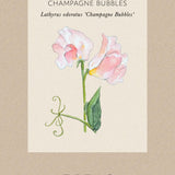 Sweet Pea 'Champagne Bubbles'