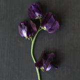 Sweet Pea 'Just Jenny'