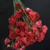 Sweet Pea 'Mammoth Scarlet'