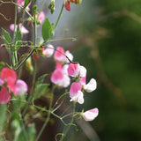 Sweet Pea 'Painted Lady'