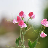 Sweet Pea 'Painted Lady'