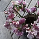 Sweet Pea 'Pandemonium'