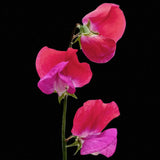 Sweet Pea 'Prince Edward of York'