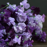 Sweet Pea 'Spring Sunshine Mauve'