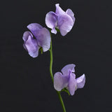 Sweet Pea 'Spring Sunshine Mauve'