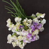 Sweet Pea Mix 'Nightshine'