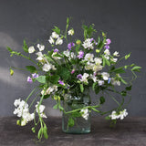 Sweet Pea Mix 'Nightshine'