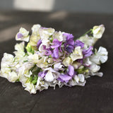 Sweet Pea Mix 'Nightshine'