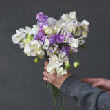 Sweet Pea Mix 'Nightshine'