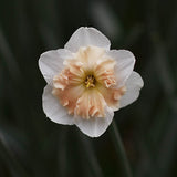 Narciss 'Vanilla Peach'