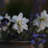 Narciss 'Albus Plenus Odoratus'