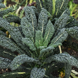 Palm Kale 'Nero di Toscana'