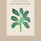 Palm Kale 'Nero di Toscana'