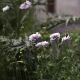 Corn Poppy 'Amazing Grey'