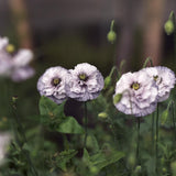 Corn Poppy 'Amazing Grey'